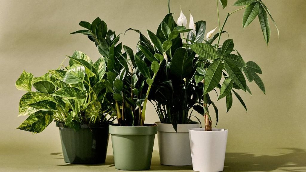 Indoor Plants