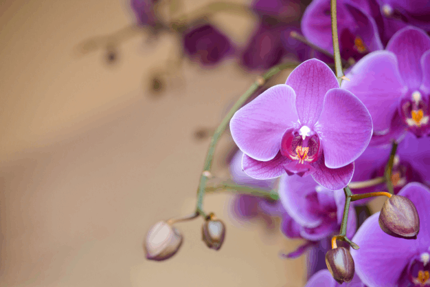 Orchids